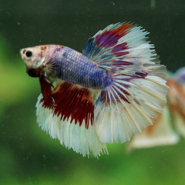 Galaxy/Candy Koi Halfmoon - 13 weeks old