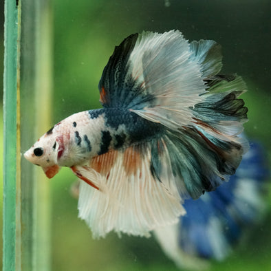 Galaxy/Candy Koi Halfmoon - 14 weeks old