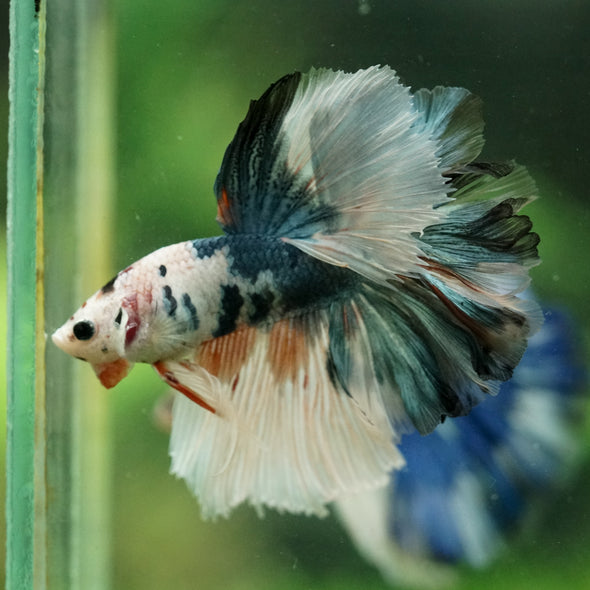 Galaxy/Candy Koi Halfmoon - 14 weeks old