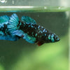 Black Galaxy Koi Plakat (Avatar) - Female- 13 Weeks Old