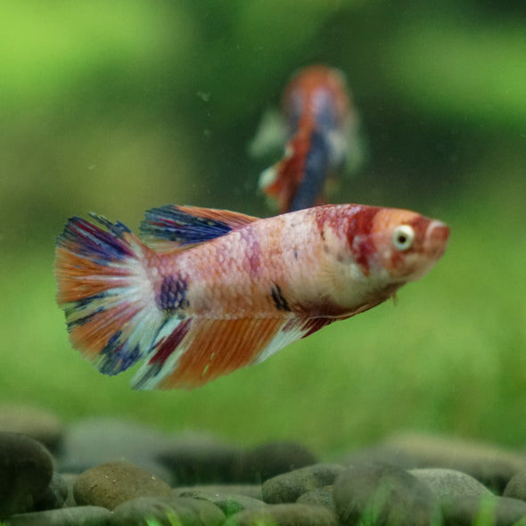 Multicolor/ Galaxy Koi Halfmoon | Female| 15 Weeks Old | Breeder Grade