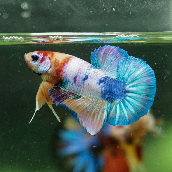 Multicolor/Galaxy Koi Plakat -10 weeks Old