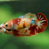 Multicolor/ Galaxy Koi Plakat- Female- 13 Weeks Old