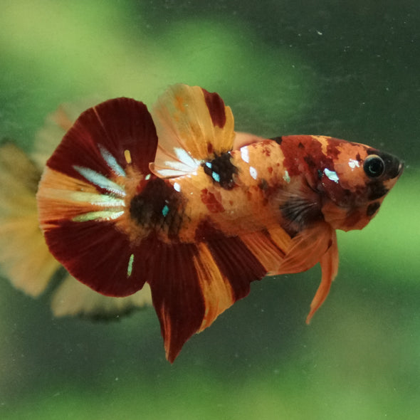 Multicolor/Galaxy Koi Plakat -13 weeks Old