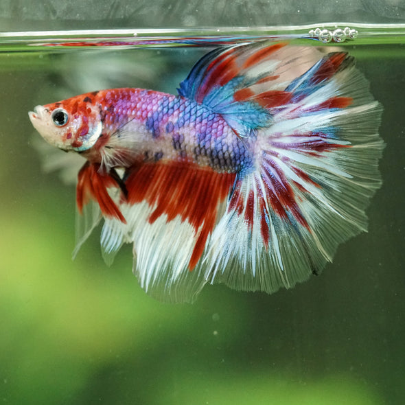 Galaxy/Candy Koi Halfmoon - 14 weeks old