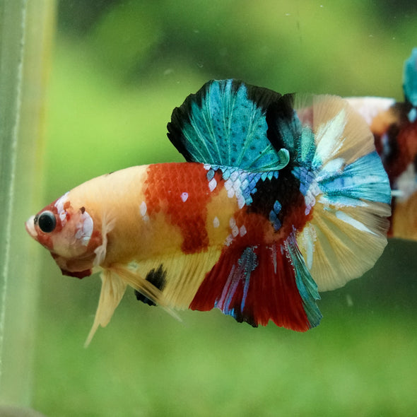 Multicolor/Galaxy Koi Plakat -16 weeks Old