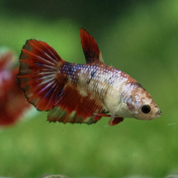 Multicolor/ Galaxy Koi Halfmoon- Female- 13 Weeks Old