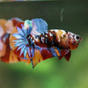 Multicolor/Galaxy Koi Plakat -16 weeks Old