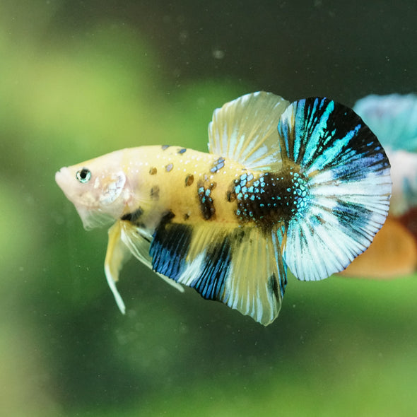 Multicolor/Galaxy Koi Plakat -16 weeks Old