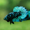 Black Koi Galaxy Plakat (Avatar) -10 weeks Old