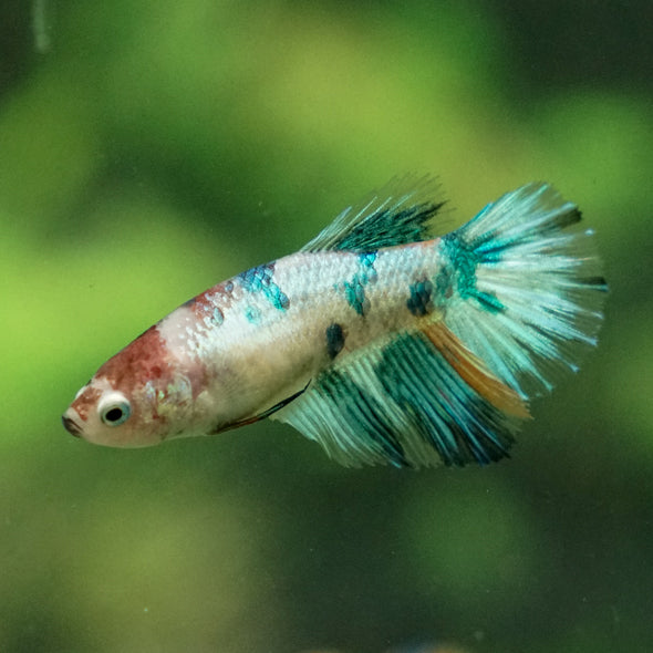 Multicolor/ Galaxy Koi Halfmoon - Female- 13 Weeks Old