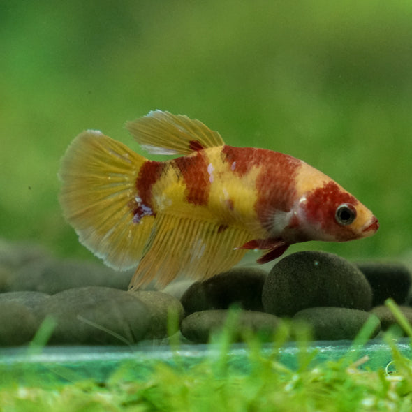 Multicolor/ Galaxy Koi Plakat - Female- 13 Weeks Old