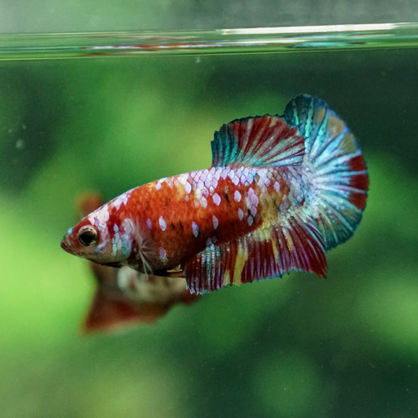 Multicolor/ Galaxy Koi Plakat - Female- 13 Weeks Old