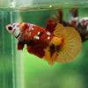 Pack of 2 Multicolored/Galaxy Koi Plakat - Female