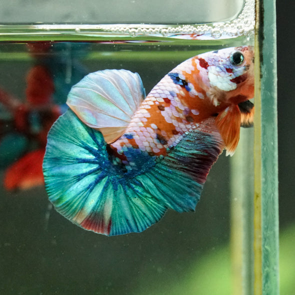 Multicolor/Galaxy Koi Plakat -16 weeks Old