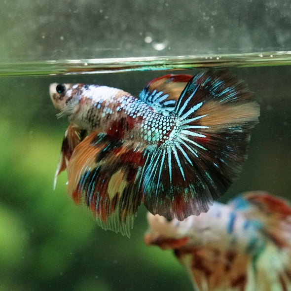 Galaxy/Candy Koi Halfmoon - 14 weeks old