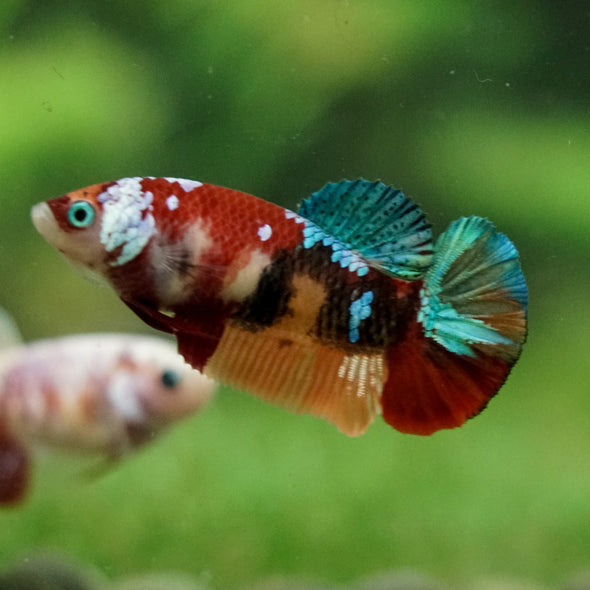 Multicolor/ Galaxy Koi Plakat- Female- 13 Weeks Old