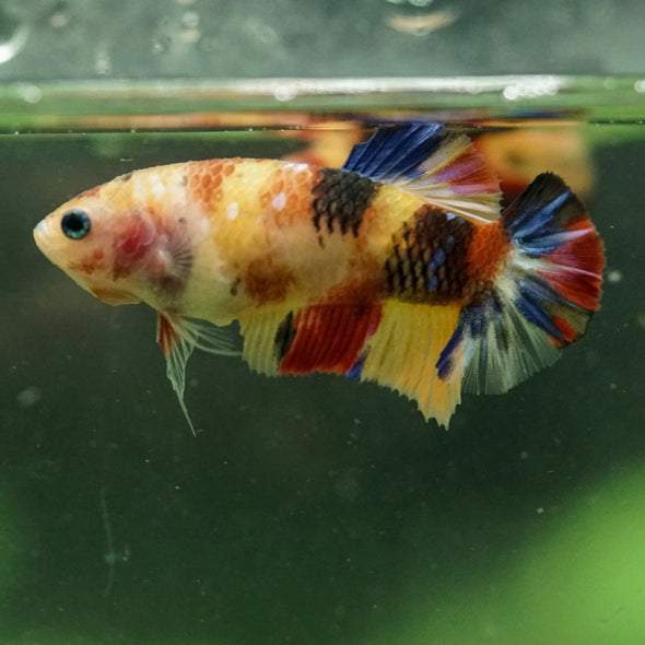 Multicolor/ Galaxy Koi Plakat- Female- 13 Weeks Old