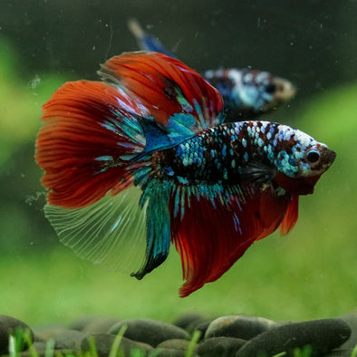 Black Base Galaxy Koi Halfmoon (Avatar) - 14 weeks old