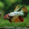 Multicolor/ Galaxy Koi Halfmoon- Female- 13 Weeks Old