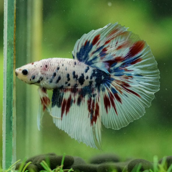 Galaxy/Candy Koi Halfmoon - 13 weeks old