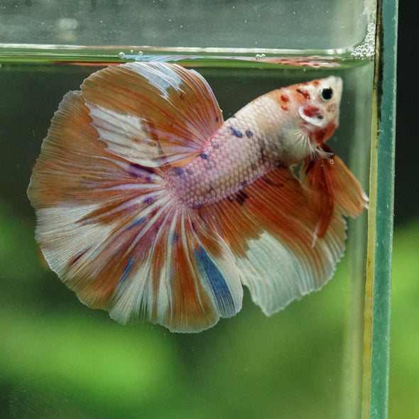 Galaxy/Candy Koi Halfmoon - 14 weeks old