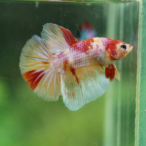 Multicolor/Galaxy Koi Plakat/Halfmoon hybrid -11 weeks Old