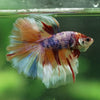 Galaxy/Candy Koi Halfmoon - 14 weeks old