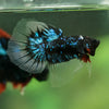 Black Base Galaxy/Candy Koi Halfmoon - 14 weeks old