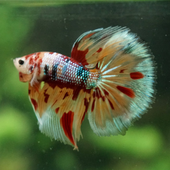 Galaxy/Candy Koi Halfmoon - 14 weeks old