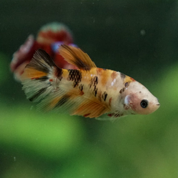 Multicolor/ Galaxy Koi Halfmoon- Female- 13 Weeks Old
