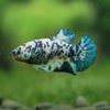 Blue/Green Dalmatian Plakat- Female