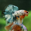 Galaxy/Candy Koi Halfmoon - 14 weeks old