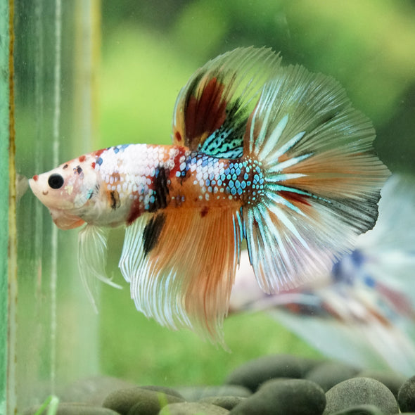 Galaxy/Candy Koi Halfmoon - 14 weeks old