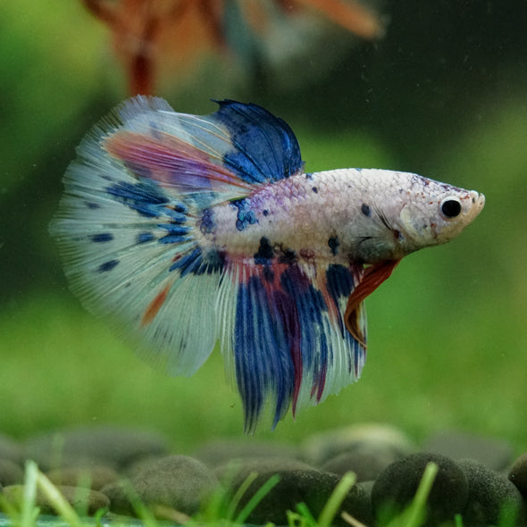 Galaxy/Candy Koi Halfmoon - 14 weeks old
