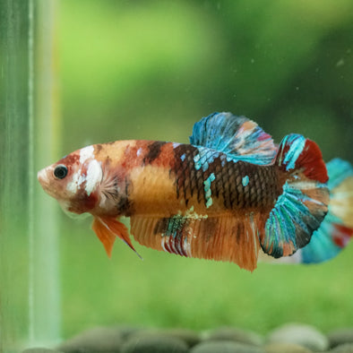 Multicolor/ Galaxy Koi Plakat- Female- 13 Weeks Old