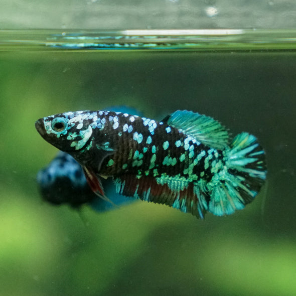 Multicolor/ Galaxy Koi Plakat - Female- 13 Weeks Old