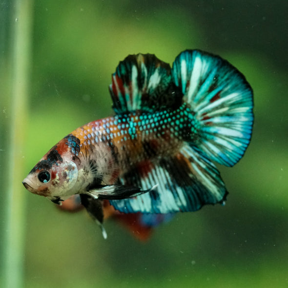 Multicolor/Galaxy Koi Plakat -16 weeks Old