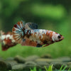 Multicolor/ Galaxy Koi Plakat - Female- 13 Weeks Old