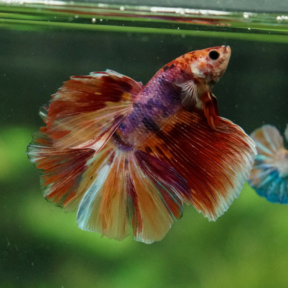 Galaxy/Candy Koi Halfmoon - 14 weeks old