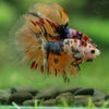 Galaxy/Candy Koi Halfmoon - 14 weeks old