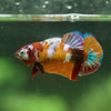 Multicolor/ Galaxy Koi Plakat- Female- 13 Weeks Old