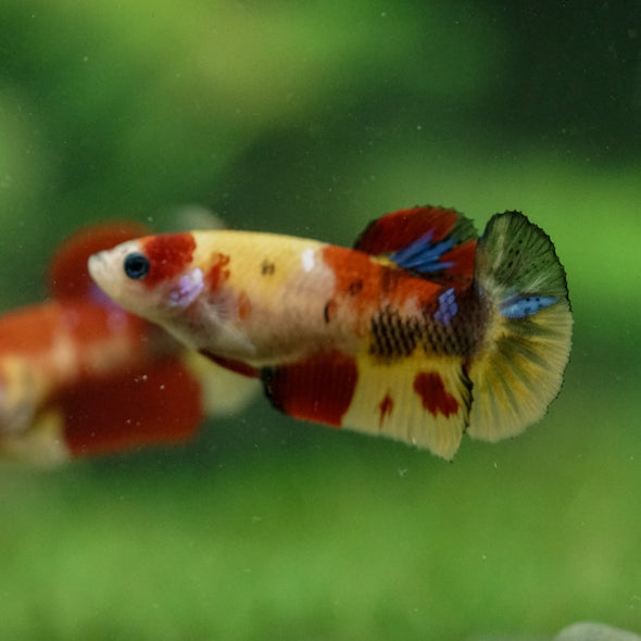 Multicolor/ Galaxy Koi Plakat- Female- 13 Weeks Old