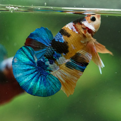 Multicolor/Galaxy Koi Plakat -16 weeks Old