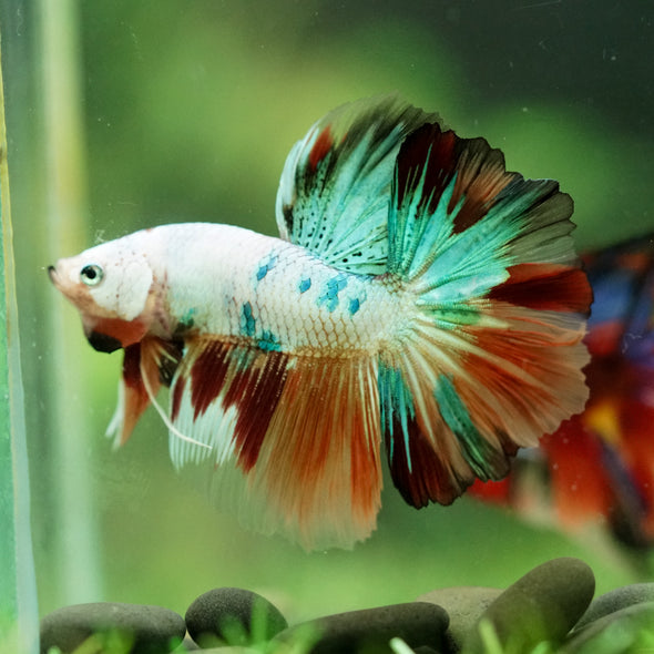Galaxy/Candy Koi Halfmoon - 11 weeks old