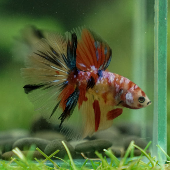 Candy/Galaxy Koi Halfmoon - 11 weeks old