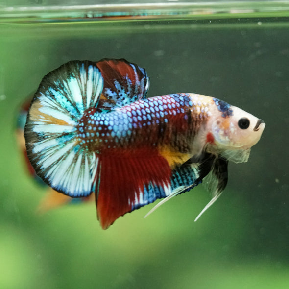 Multicolor/Galaxy Koi Plakat -16 weeks Old