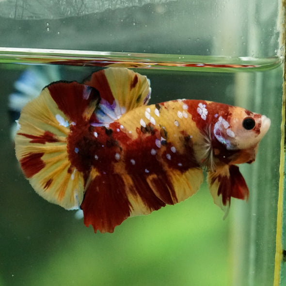 Multicolor/Galaxy Koi Plakat -15 weeks Old