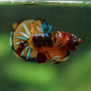 Multicolor/Galaxy Koi Plakat -16 weeks Old