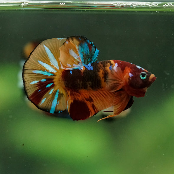 Multicolor/Galaxy Koi Plakat -16 weeks Old